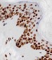 HIST1H4A Antibody (C-term)